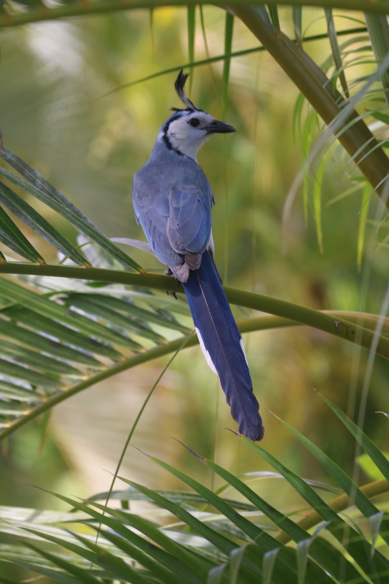 Osa Peninsula visitor tips photo