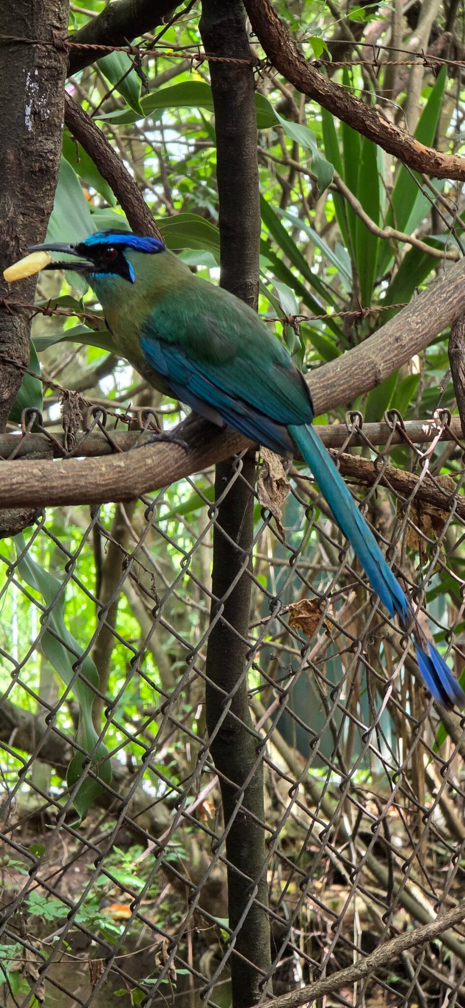 Osa Peninsula visitor tips photo