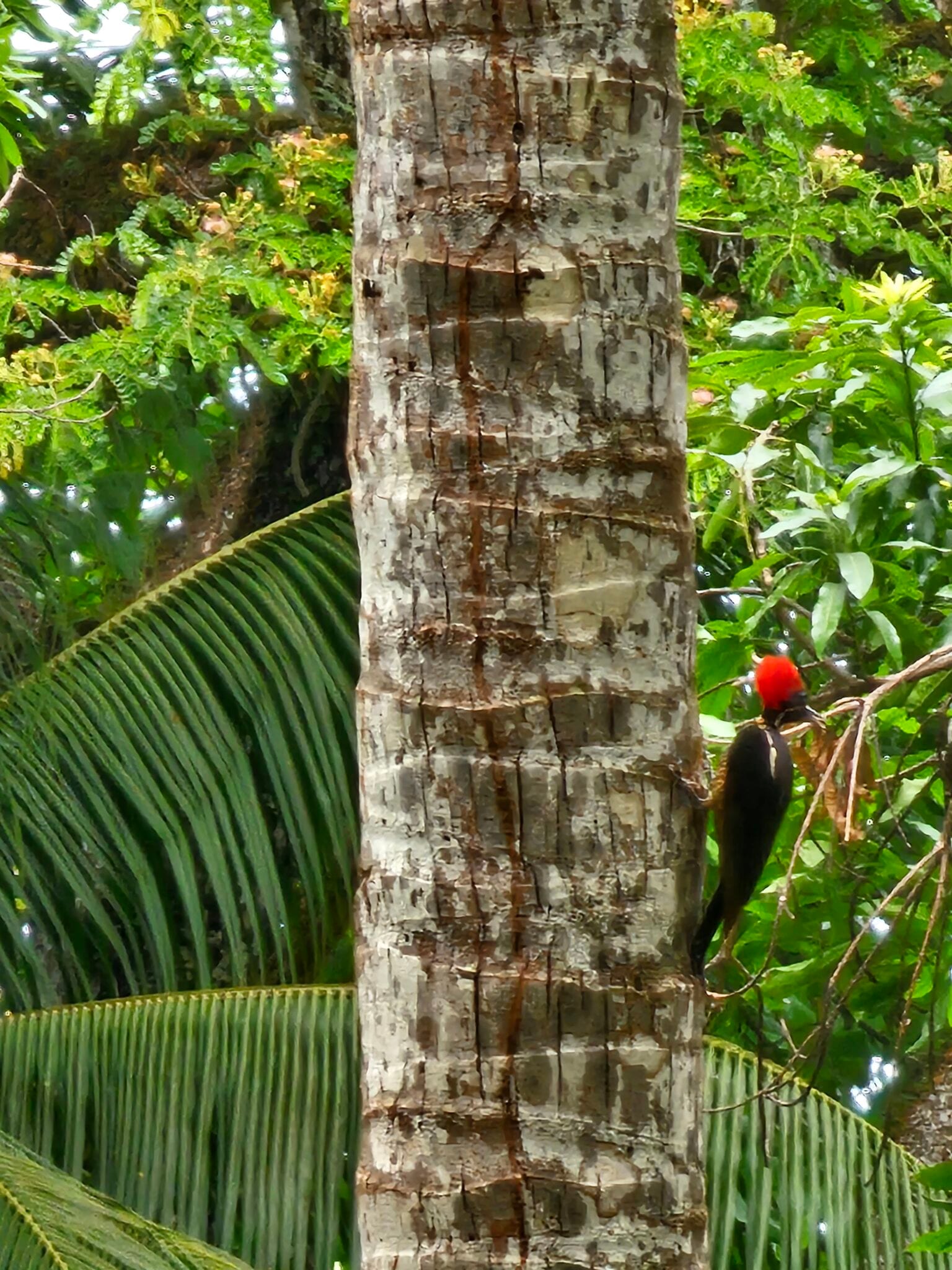 Woodpeckers of Costa Rica | Natural Costa Rica in Costa Rica