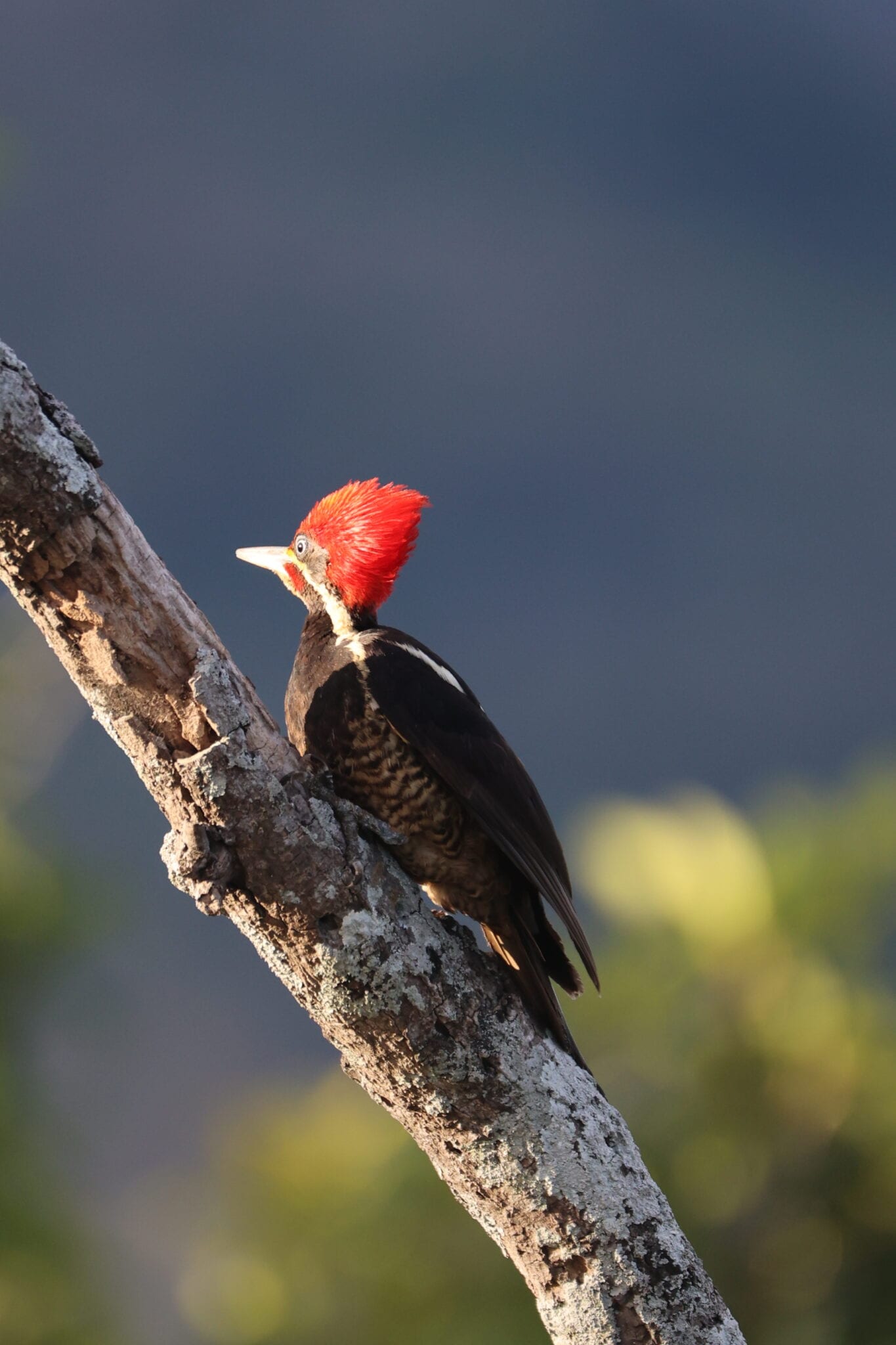 Woodpeckers of Costa Rica | Natural Costa Rica in Costa Rica