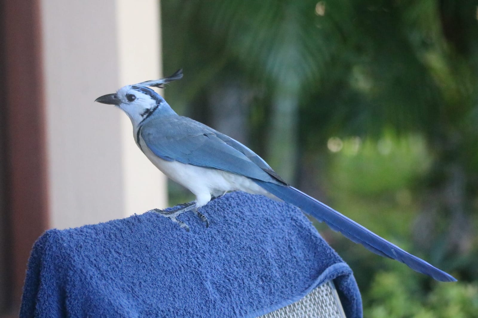 Osa Peninsula Travel Guide: What to Do + Jays of Costa Rica Spotting Tips